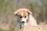 CORGI PEMBROKE 1340